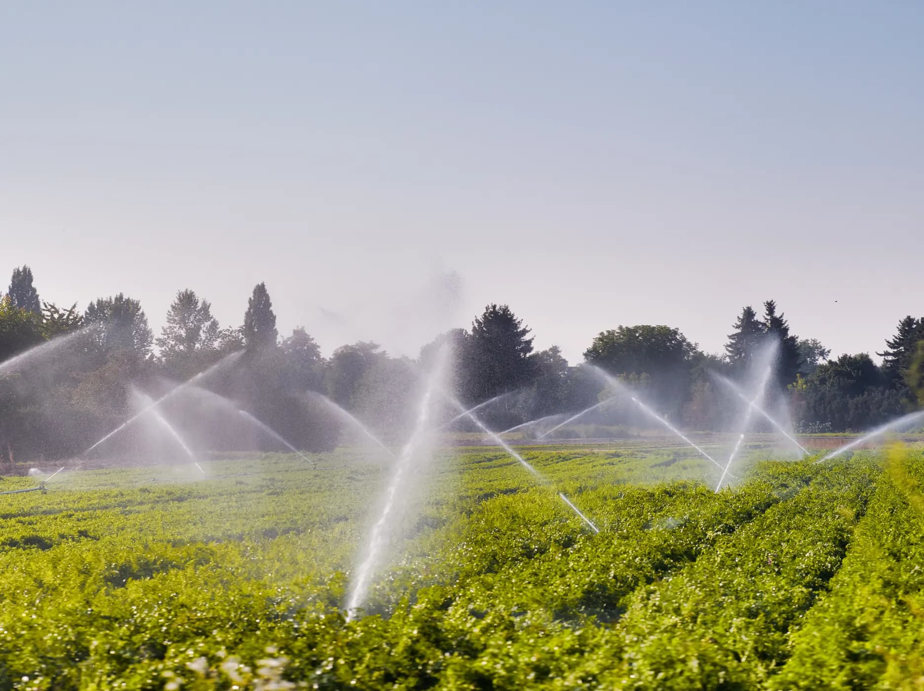 Hoe we duurzaam watergebruik in de agrifood sector kunnen bevorderen