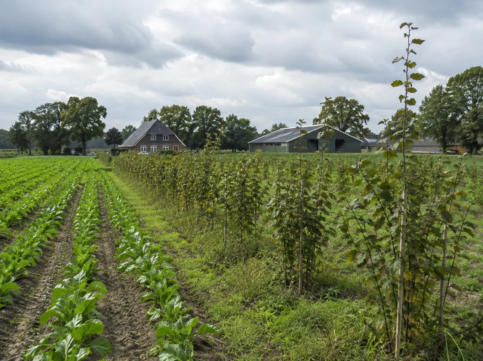 Agroforestry financierbaar maken vraagt om sterkere ketens