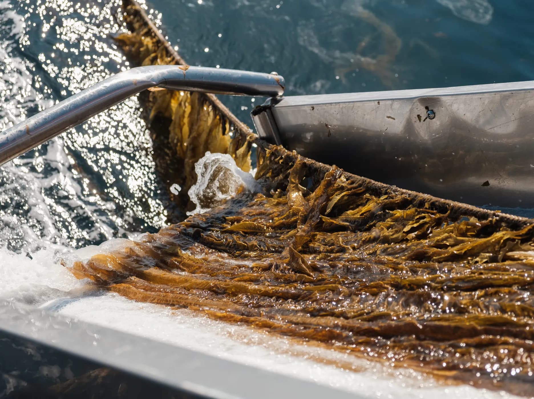 Agrifoodbedrijven en Invest-NL slaan de handen ineen voor de eiwittransitie